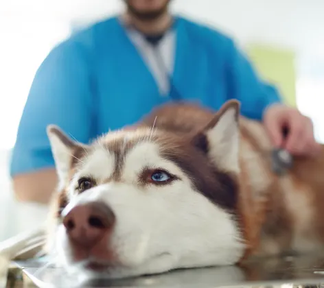 Dog being looked at by vet